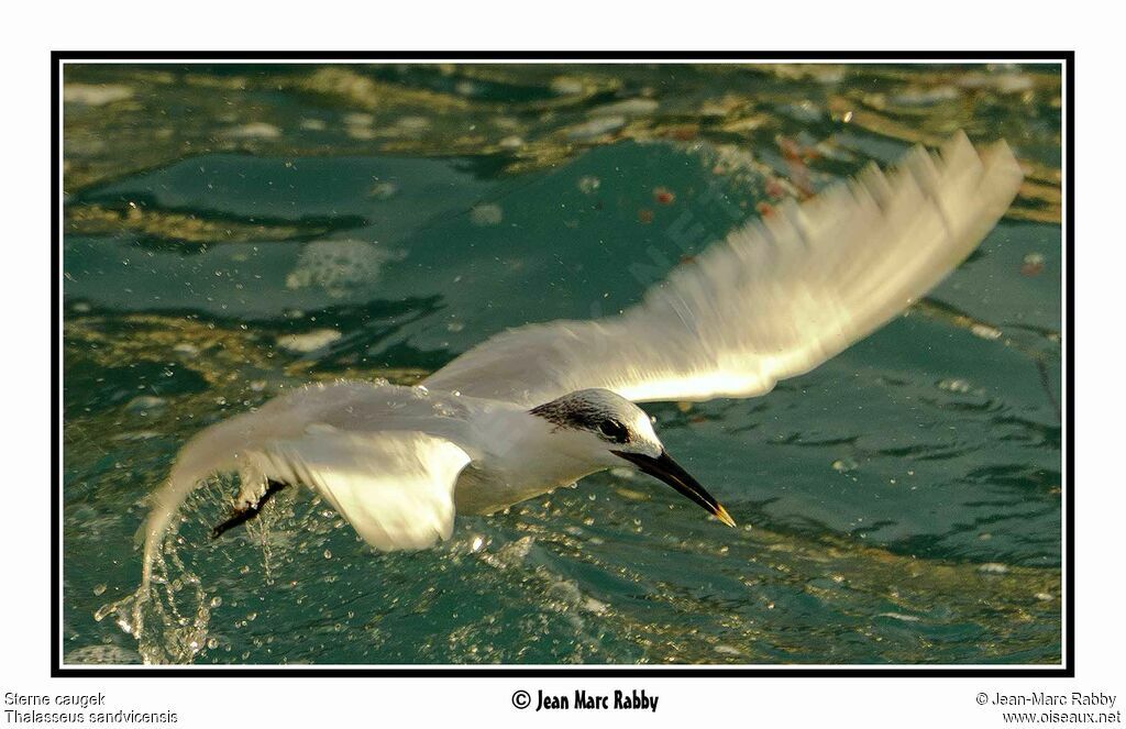 Sandwich Tern, Flight