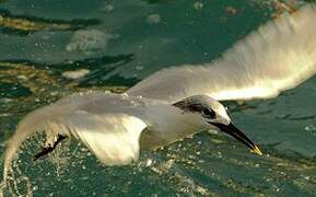 Sandwich Tern