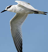 Sandwich Tern