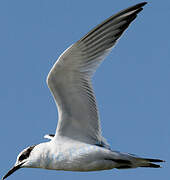 Sandwich Tern