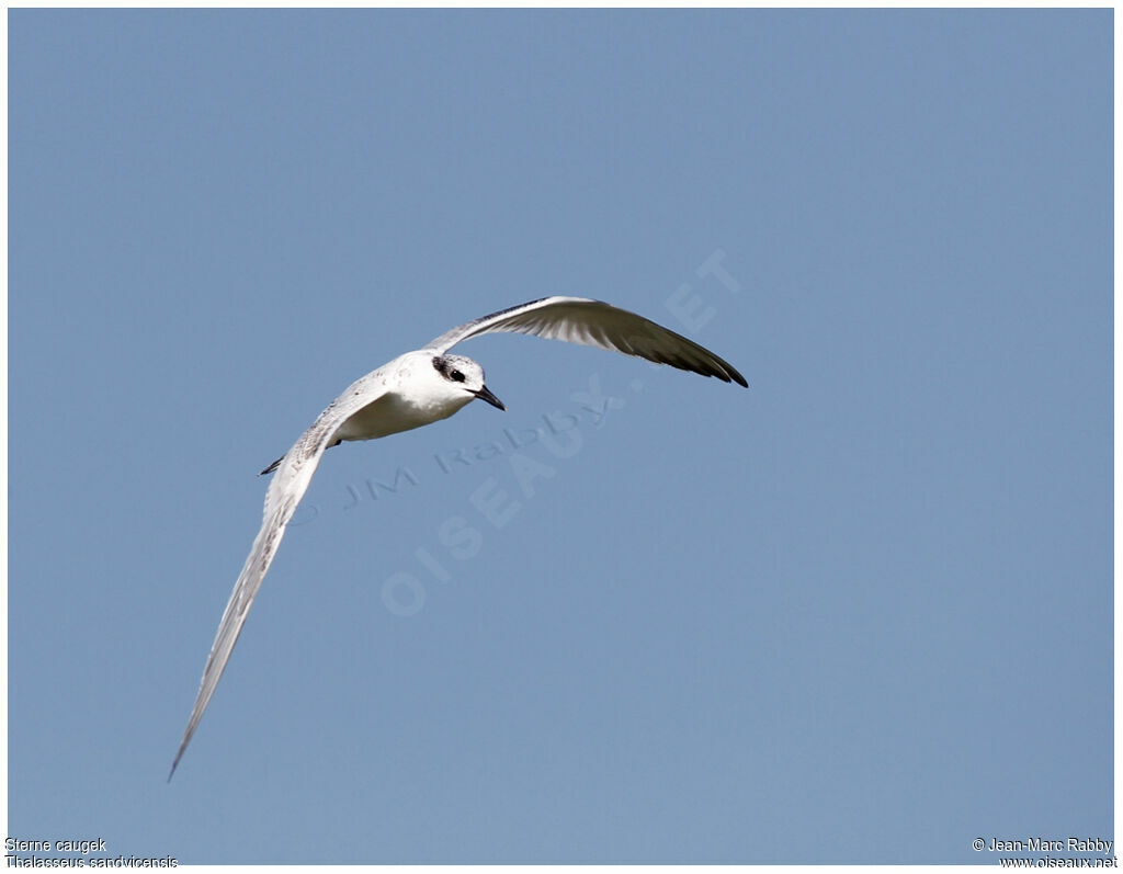 Sandwich Tern, Flight