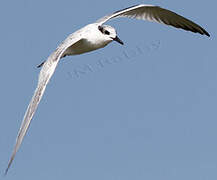 Sandwich Tern