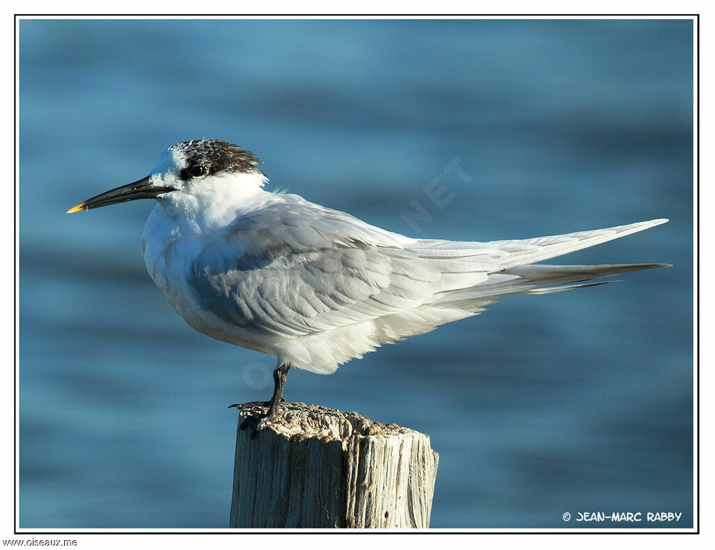 Sandwich Tern, identification