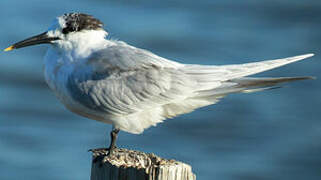 Sandwich Tern