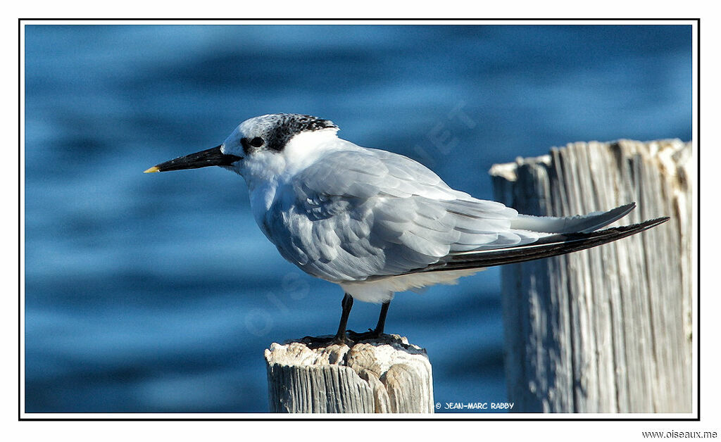 Sandwich Tern, identification