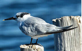 Sandwich Tern