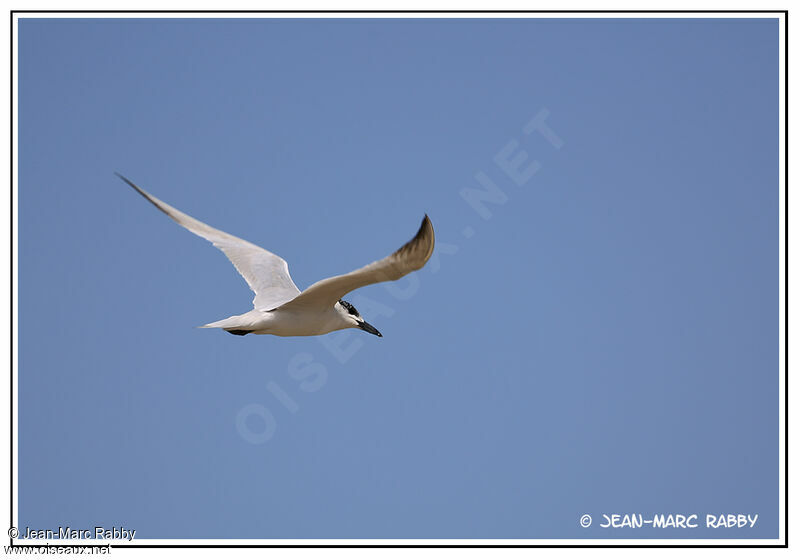 Gull-billed Tern, Flight