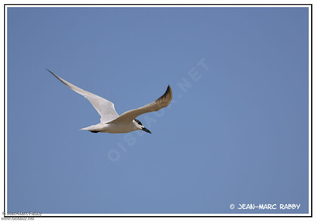 Gull-billed Tern, Flight