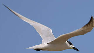 Gull-billed Tern