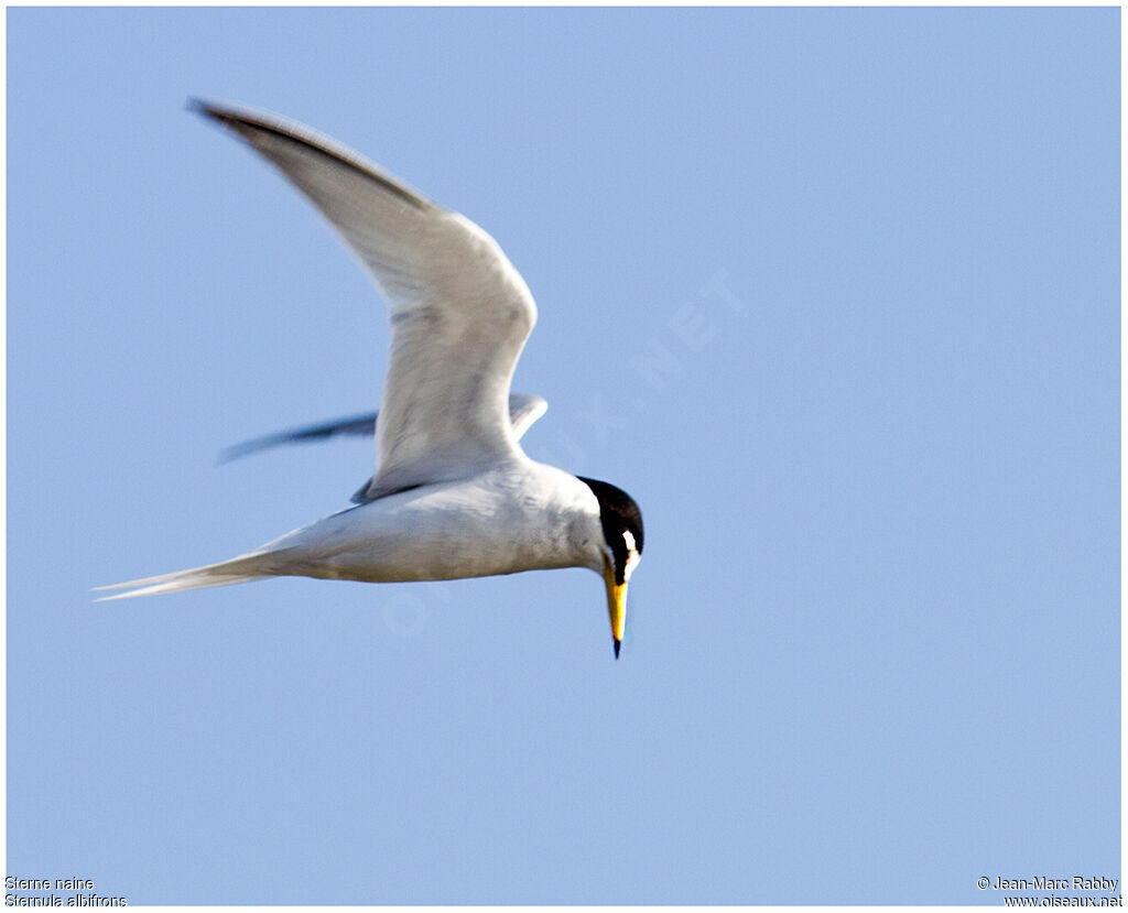 Little Tern, Flight