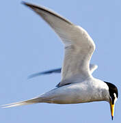 Little Tern