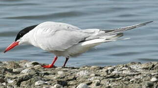 Common Tern