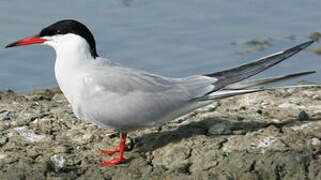 Common Tern