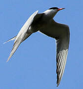 Common Tern