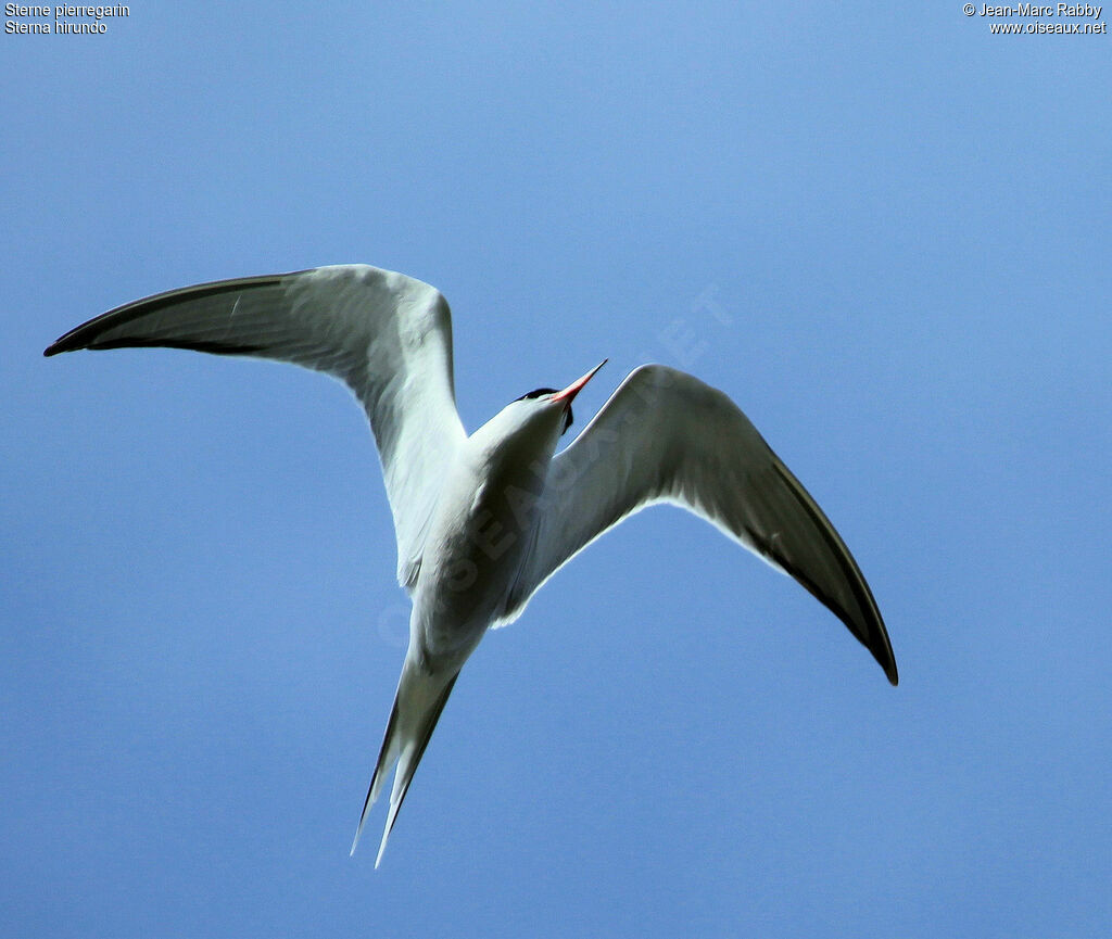 Common Tern, Flight