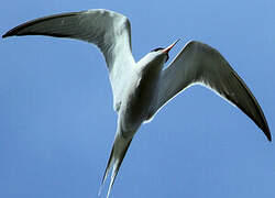 Common Tern