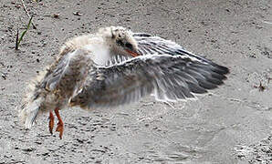 Common Tern