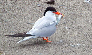 Common Tern