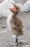 Common Tern