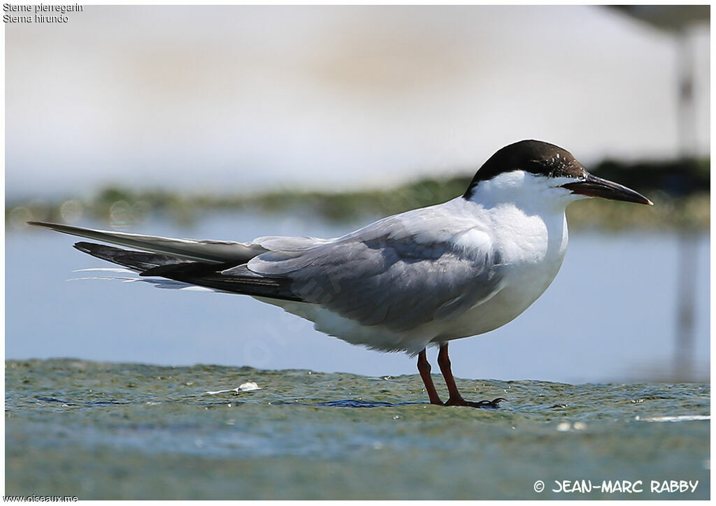 Common Tern, identification