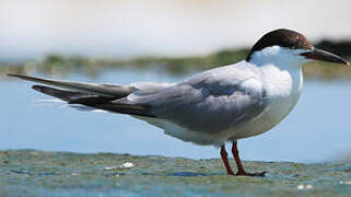 Common Tern