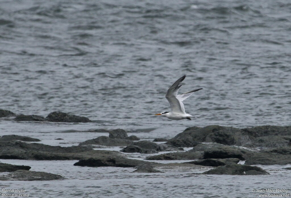 Royal Tern