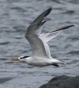 Royal Tern