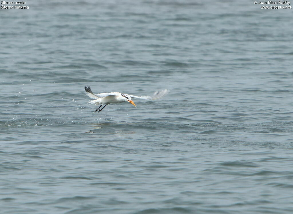 Royal Tern, Flight