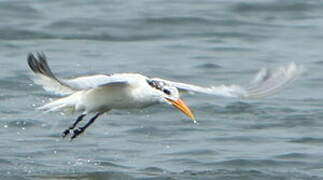 Royal Tern