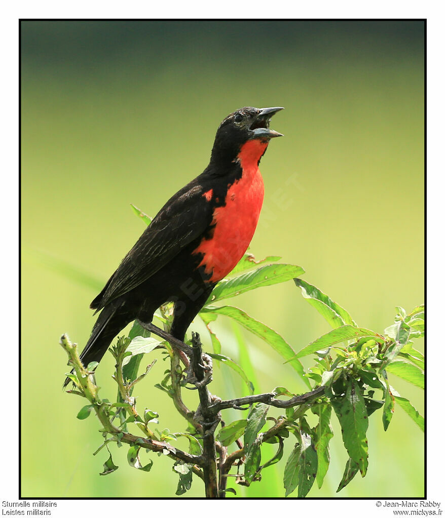 Red-breasted Blackbird, identification