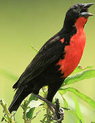 Red-breasted Meadowlark