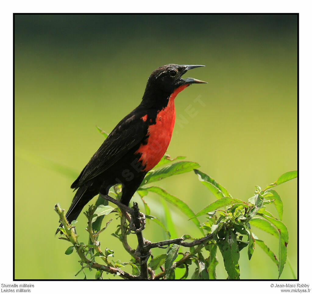 Red-breasted Blackbird, identification