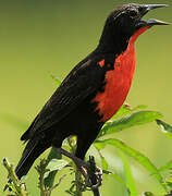 Red-breasted Meadowlark