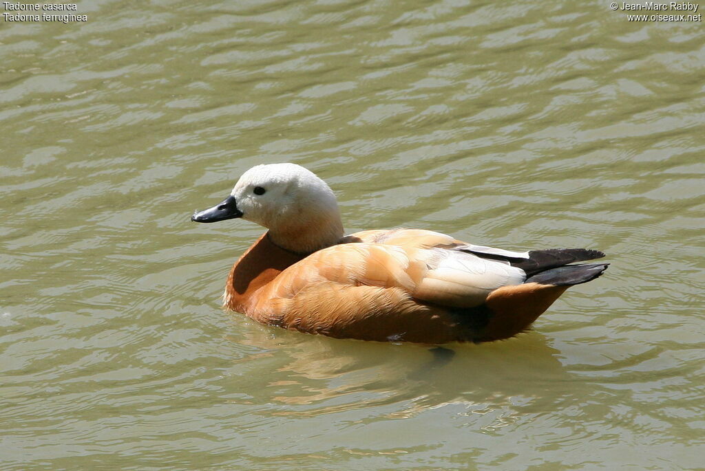 Ruddy Shelduck male