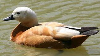 Ruddy Shelduck