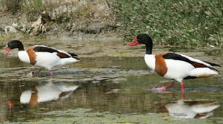 Common Shelduck