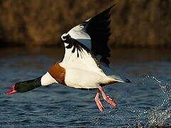 Common Shelduck