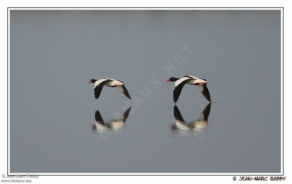 Common Shelduck , identification