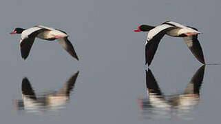 Common Shelduck