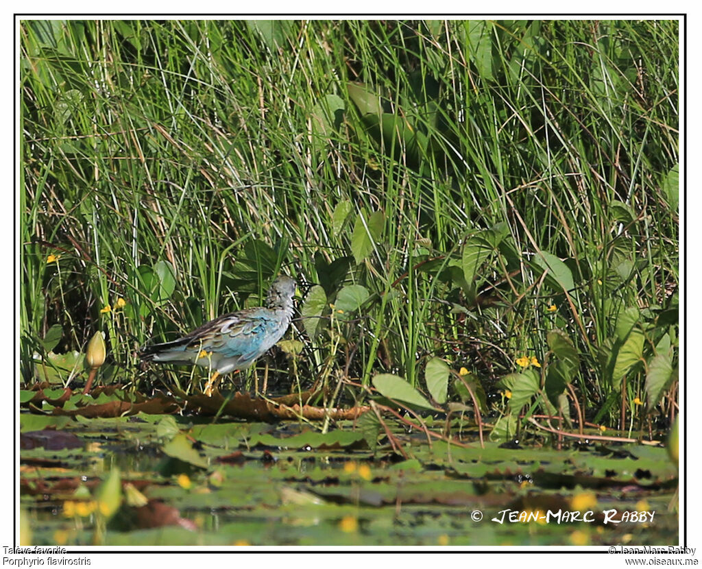 Azure Gallinule, identification