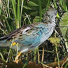 Talève favorite