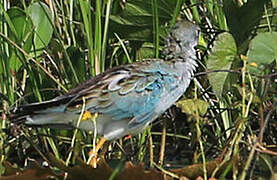 Azure Gallinule