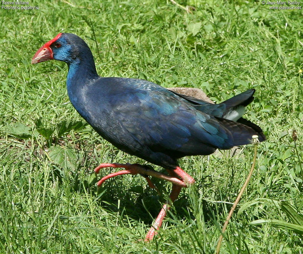 Talève sultaneadulte, identification