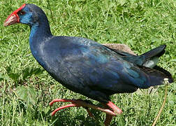 Western Swamphen