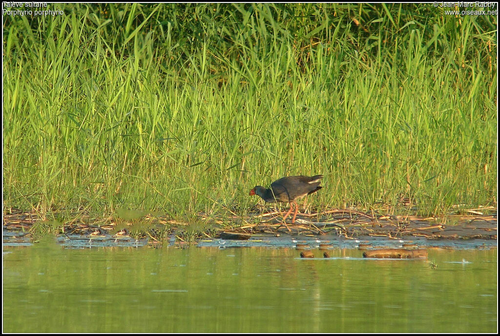 Western Swamphen, identification