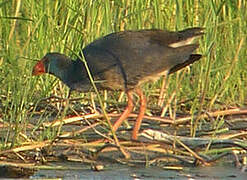 Western Swamphen