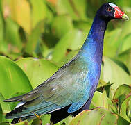 Purple Gallinule