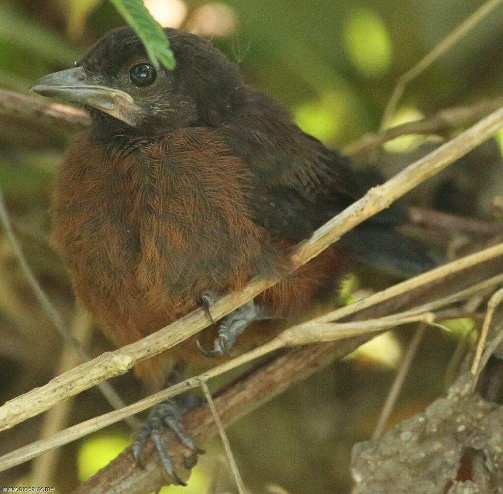 Silver-beaked Tanagerjuvenile, identification