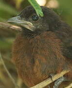 Silver-beaked Tanager