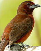 Silver-beaked Tanager